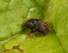 Hylesinus toranio