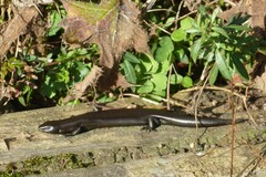 Oligosoma polychroma