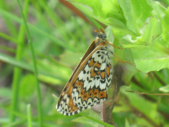 Melitaea cinxia