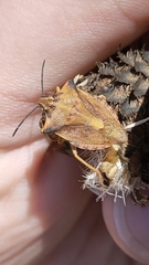 Carpocoris fuscispinus