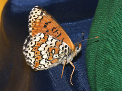 Melitaea cinxia