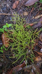 Lycopodiaceae