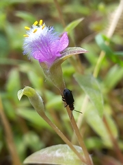 Lemini