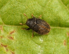 Hylesinus toranio