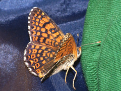Melitaea cinxia