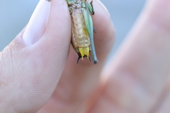 Eupholidoptera schmidti