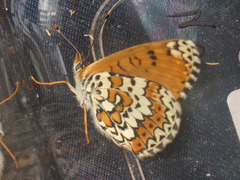 Melitaea cinxia