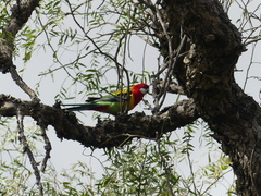 Platycercus eximius