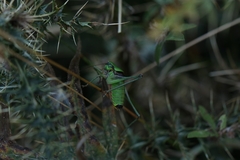 Eupholidoptera schmidti
