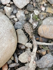 Opisthius richardsoni