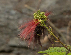 Calliandra houstoniana