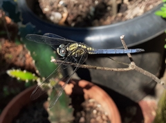 Orthetrum luzonicum