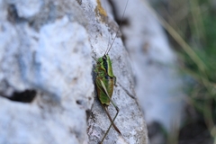 Eupholidoptera schmidti