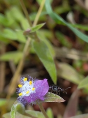 Lemini