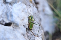 Eupholidoptera schmidti
