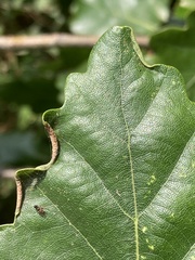 Macrodiplosis roboris