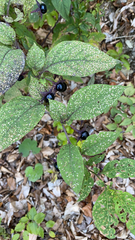 Atropa belladonna