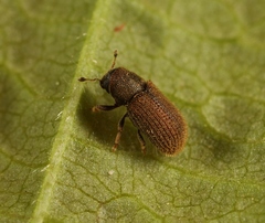 Kissophagus vicinus