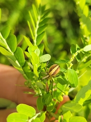 Neoscona theisi
