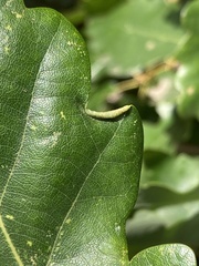 Macrodiplosis roboris