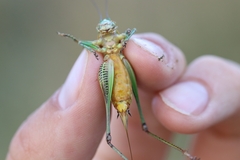 Eupholidoptera schmidti