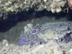 Batrachomoeus dubius