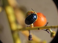 Canthophorus melanopterus