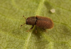 Kissophagus vicinus