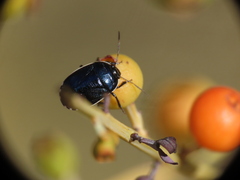 Canthophorus melanopterus
