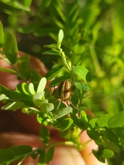 Neoscona theisi
