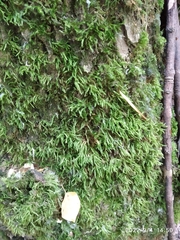 Brachythecium rutabulum