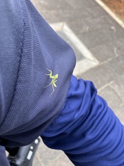 Hierodula patellifera