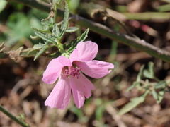 Althaea cannabina
