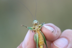 Eupholidoptera schmidti