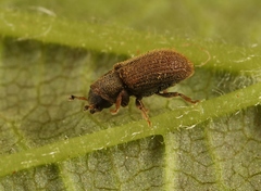 Kissophagus vicinus