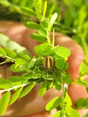 Neoscona theisi