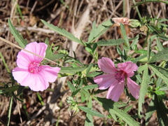 Althaea cannabina