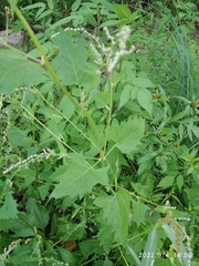 Atriplex patula