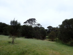 Calyptorhynchus lathami