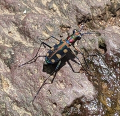 Cosmodela aurulenta