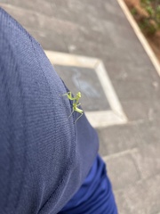 Hierodula patellifera