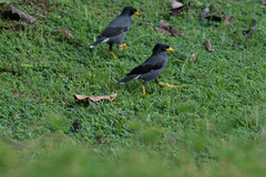 Acridotheres javanicus