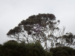 Calyptorhynchus lathami