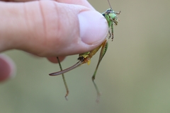 Eupholidoptera schmidti