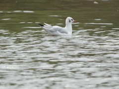 Chroicocephalus ridibundus