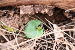 Corybas recurvus