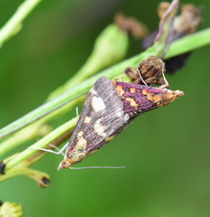 Pyrausta purpuralis
