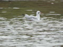Chroicocephalus ridibundus