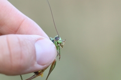 Eupholidoptera schmidti