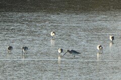 Limosa lapponica